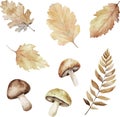 Watercolor vector collection of autumn forest elements, isolated on white background.