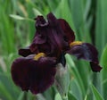 An Ida Red Iris bloom and bud