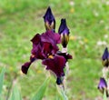 Ida Red variety of bearded iris