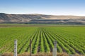 Idaho corn field Royalty Free Stock Photo