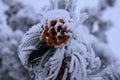 pine cone covered in snow Royalty Free Stock Photo