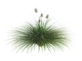 Idaho_fescue_(Festuca_idahoensis) Royalty Free Stock Photo