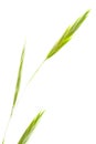 Idaho Fescue on White Royalty Free Stock Photo