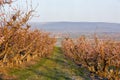 Idaho fruit orchard with trees in full bloom in the morning Royalty Free Stock Photo