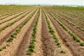 Young potato plants in an Idaho Potato Field Royalty Free Stock Photo