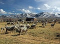 Idaho Sheep Ranch in a cold wintery scene.