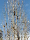 Idaho squirrels filled the tree Royalty Free Stock Photo