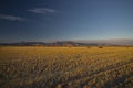 Idaho Wheat Fields Royalty Free Stock Photo