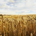 Idaho Wheat