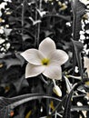 Selective closeup of white Plumeria Pudica flower in a garden