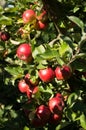 Idared apples on tree Royalty Free Stock Photo