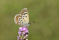 The idas blue butterfly or Plebejus idas Royalty Free Stock Photo