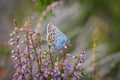 Idas blue or northern blue butterfly on the blooming heather twig Royalty Free Stock Photo