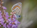 Idas blue or northern blue butterfly on the blooming heather twig Royalty Free Stock Photo