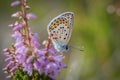 Idas blue or northern blue butterfly on the blooming heather twig Royalty Free Stock Photo