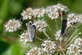 Idas Blue or Northern Blue & x28;Plebejus idas Royalty Free Stock Photo