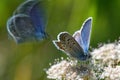 Idas Blue or Northern Blue & x28;Plebejus idas Royalty Free Stock Photo