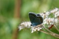 Idas Blue or Northern Blue & x28;Plebejus idas Royalty Free Stock Photo