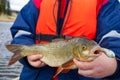 Ide fish in the hands of the angler. Big Ide fish. Royalty Free Stock Photo