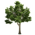 Ide Tree Isolated Royalty Free Stock Photo