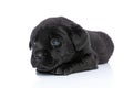Ide view of cute little labrador retriever puppy laying down and resting Royalty Free Stock Photo
