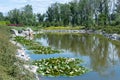 Idea of artificial decorative pond in landscape design. Royalty Free Stock Photo