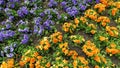 The idea for a beautiful flower bed. Pansy flowers. Viola x wittrockiana. Royalty Free Stock Photo