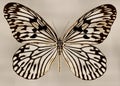 Idea leuconoe, also known as the paper kite butterfly,