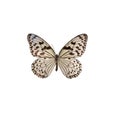 Idea leuconoe riukuensis butterfly isolated on white background.