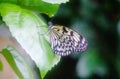 Idea leuconoe, also known as the paper kite butterfly, rice paper butterfly or large tree nymph Royalty Free Stock Photo