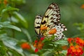 Idea Leuconoe butterfly