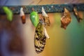 Idea leuconoe butterfly being born Royalty Free Stock Photo