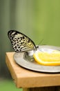 Idea leuconoe butterfly eating fruit on green background Royalty Free Stock Photo