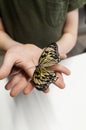 Idea leuconoe butterfly sits on a child hand. Children and insects Tropical butterfly close-up. White wings with dark eye-like Royalty Free Stock Photo