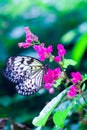 'Idea leuconoe '' or commonly known as Paper Kite Royalty Free Stock Photo