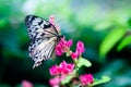 'Idea leuconoe '' or commonly known as Paper Kite