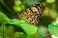 Idea leuconoe nymph butterfly on the green plant leaf Royalty Free Stock Photo