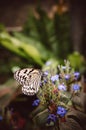 Idea leuconoe, Paper Kite Butterfly, rice paper butterfly on a f