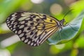 Idea Leuconoe paper kite butterfly on Siquijor island, Philippin Royalty Free Stock Photo