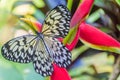 Idea Leuconoe paper kite butterfly on Siquijor island, Philippin Royalty Free Stock Photo