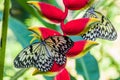 Idea Leuconoe paper kite butterfly on Siquijor island, Philippin Royalty Free Stock Photo