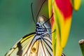 Idea Leuconoe paper kite butterfly on Siquijor island, Philippin Royalty Free Stock Photo