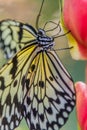 Idea Leuconoe paper kite butterfly on Siquijor island, Philippin Royalty Free Stock Photo