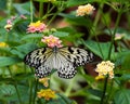 Idea leuconoe-paper kite butterfly Royalty Free Stock Photo