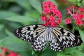 Idea leuconoe Paper Kite butterfly