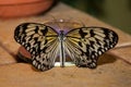 Idea leuconoe, Paper Kite, Rice Paper butterfly Royalty Free Stock Photo