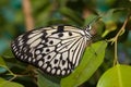 Idea leuconoe, Paper Kite, Rice Paper butterfly