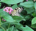 Idea leuconoe paperkite butterfly Royalty Free Stock Photo