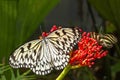 An Idea leuconoe Papiervlinder butterfly in the butterfly Garden of the Zoo Wildlands in Emmen, Netherlands