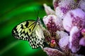 Idea leuconoe, White butterfly sitting on the pink violet orchid. Royalty Free Stock Photo